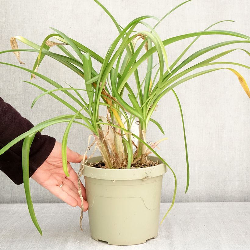 Example of Sinisarja Poppin’ Purple Pot de 3L/4L as you get in printemps