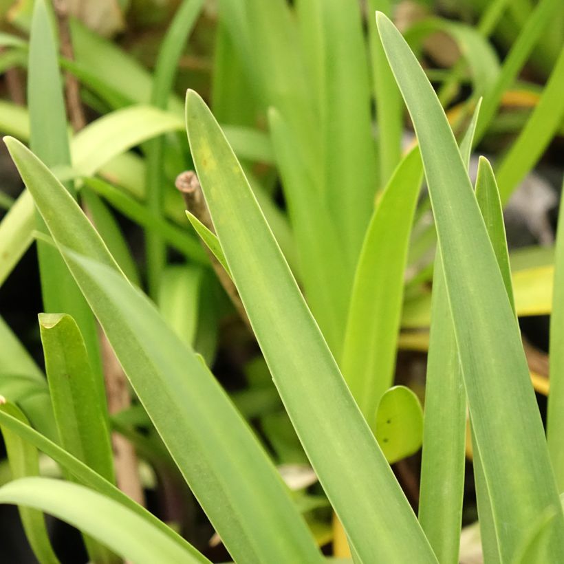 Sinisarja Poppin’ Star (Foliage)