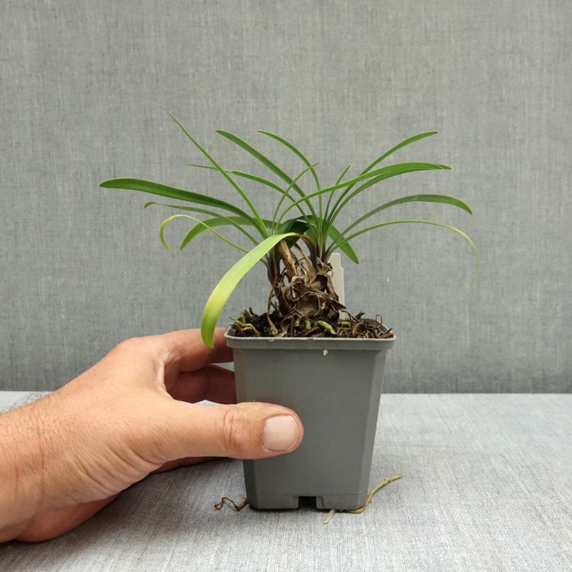 Esimerkki kesällä toimitetusta Sinisarja Poppin’ Star 8/9 cm taimiruukku-taimesta