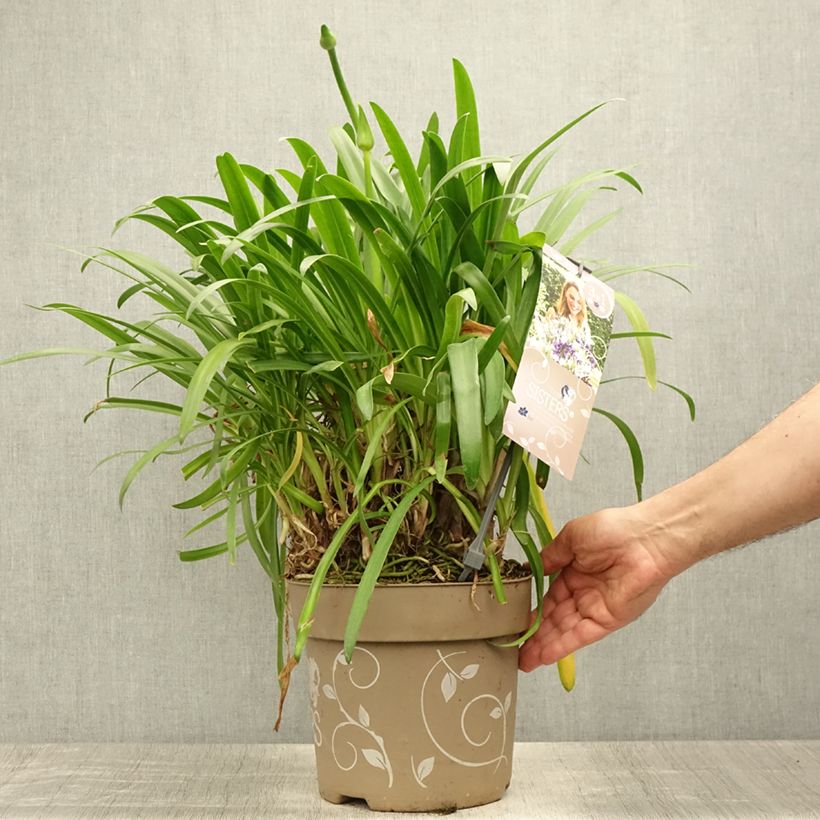 Esimerkki kesällä toimitetusta Sinisarja Three Sisters Pot de 6L/7L-taimesta