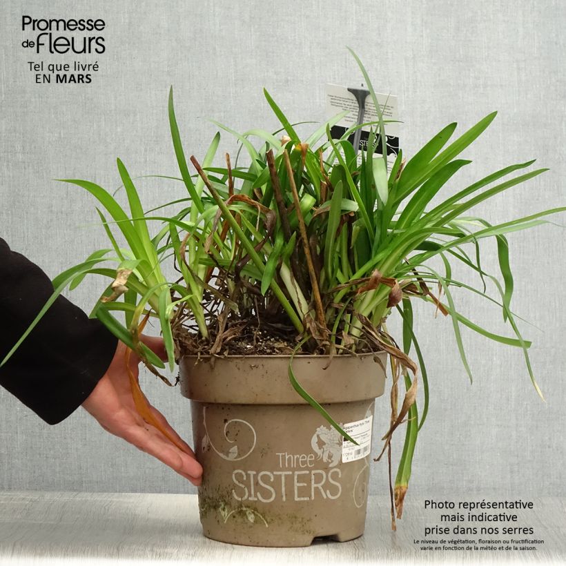 Example of Sinisarja Three Sisters Pot de 6L/7L as you get in printemps