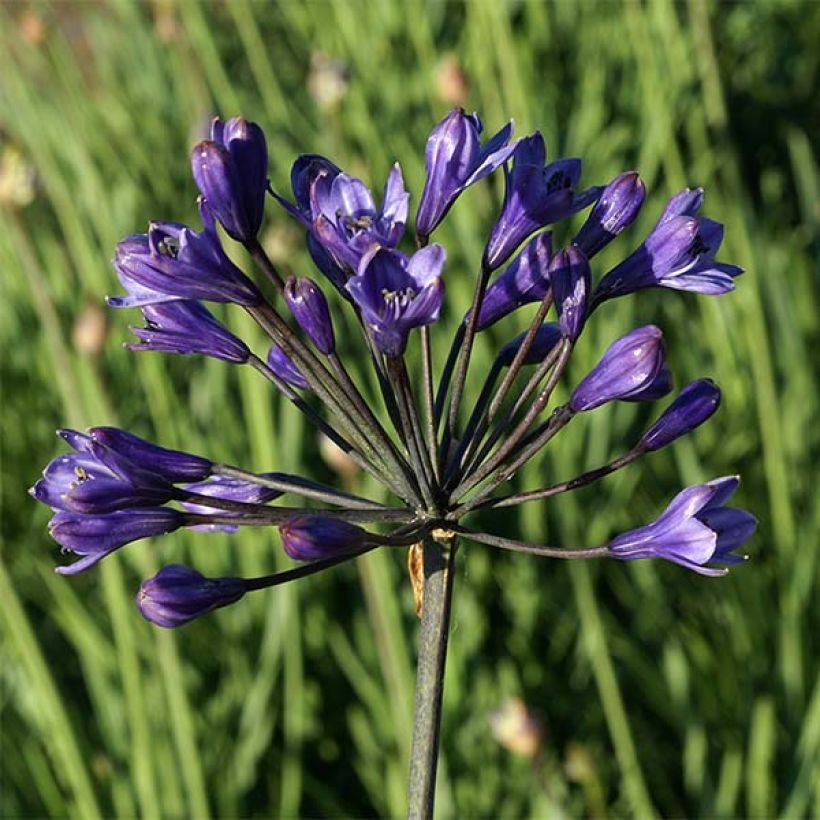 Sinisarja Intermedius (Flowering)