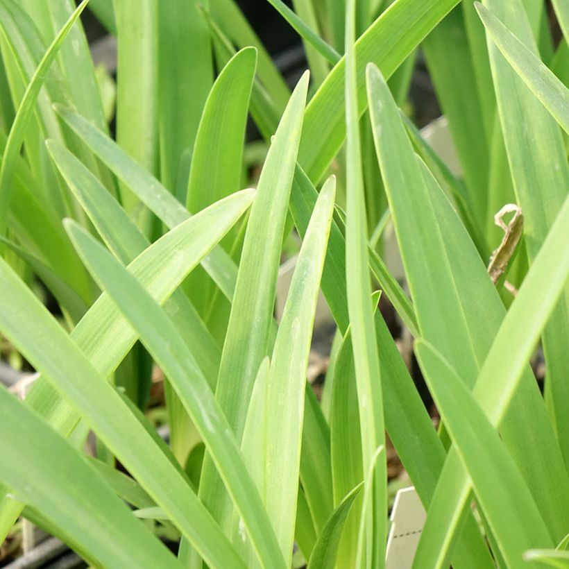 Sinisarja Intermedius (Foliage)