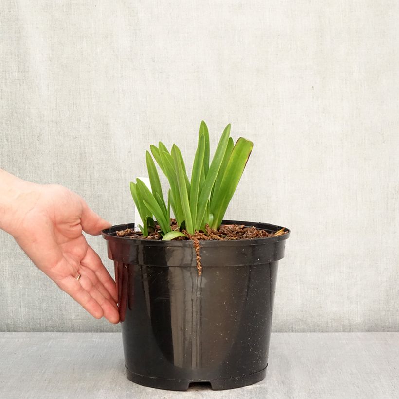 Example of Sinisarja Intermedius Pot de 4L/5L as you get in printemps
