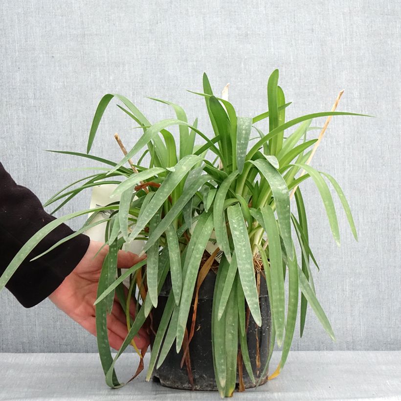 Esimerkki talvella toimitetusta Agapanthe Mi Casa Pot de 3L/4L-taimesta
