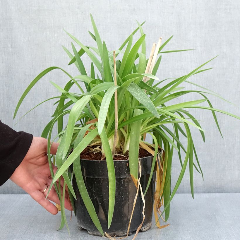 Example of Afrikansinisarja Mi Casa Pot de 3L/4L as you get in printemps