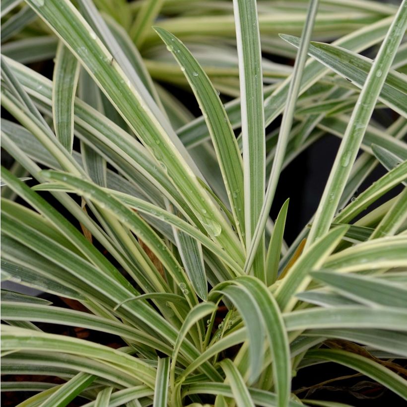 Sinisarja Tinkerbell (Foliage)