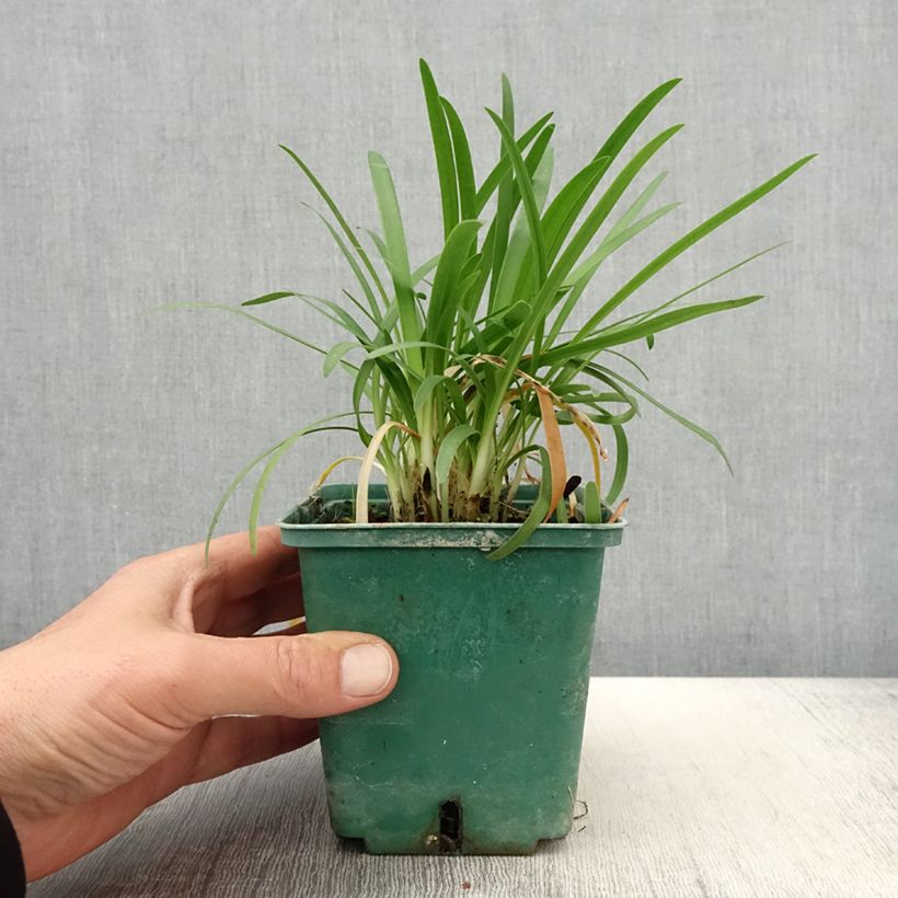 Example of Afrikansinisarja Peter Pan Pot de 1L/1,5L as you get in printemps