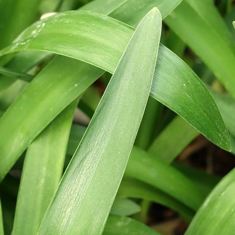 Sinisarja Phantom (Foliage)