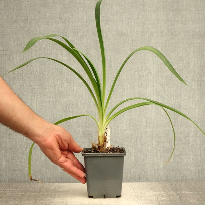 Esimerkki kesällä toimitetusta Sinisarja Phantom Pot de 1L/1,5L-taimesta