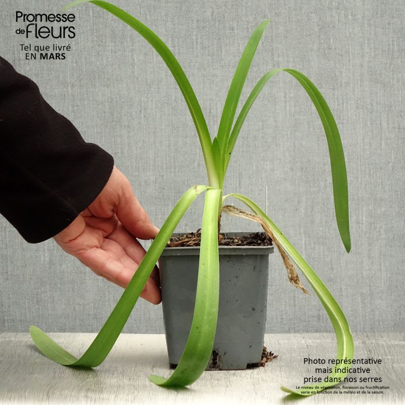 Example of Sinisarja Phantom Pot de 1L/1,5L as you get in printemps