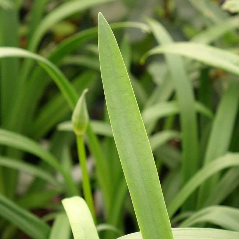 Afrikansinisarja Pitchoune Violet (Lehvistö)