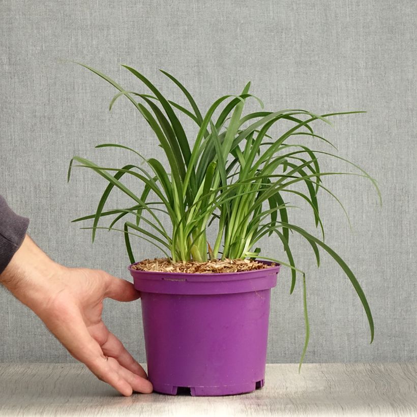 Esimerkki kesällä toimitetusta Agapanthe Pitchoune Violet Pot de 3L/4L-taimesta