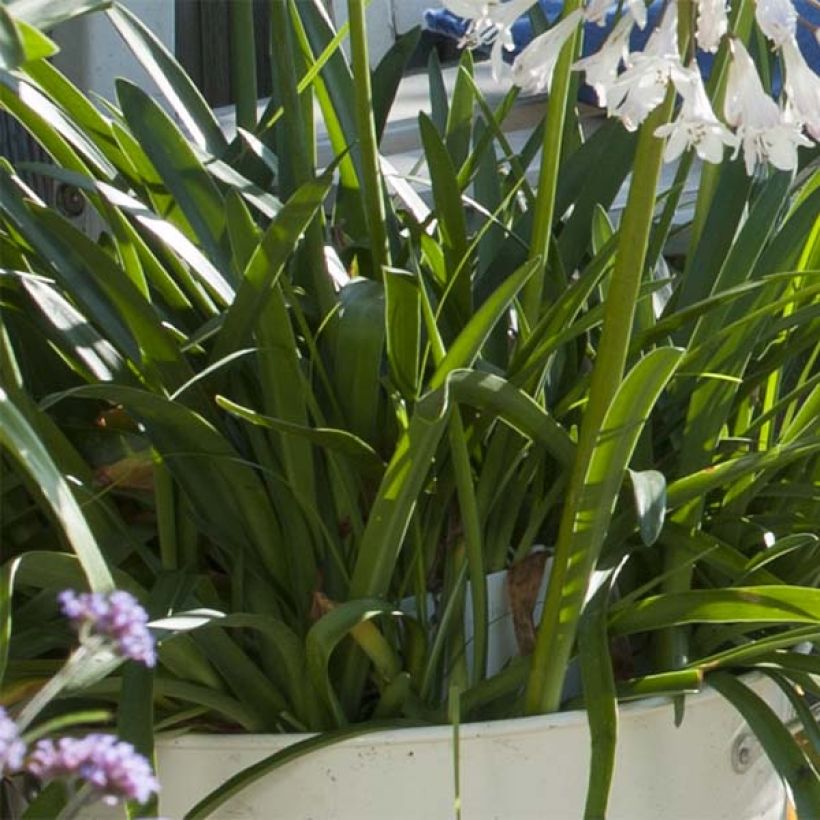 Afrikansinisarja Polar Ice (Foliage)