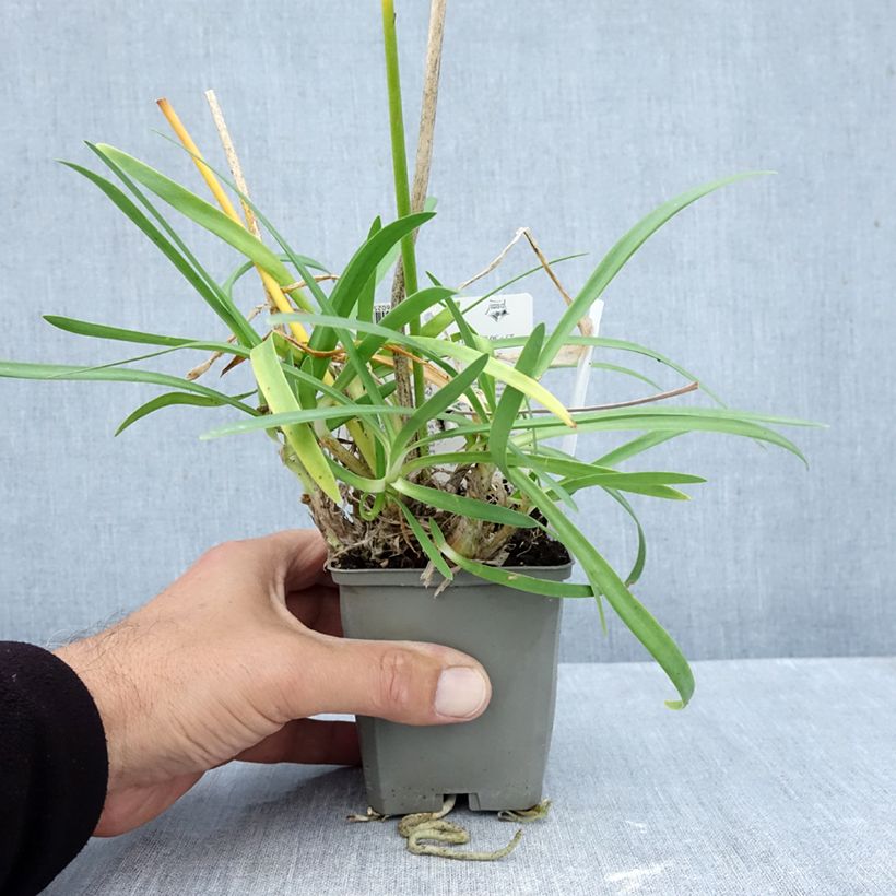 Esimerkki syksyllä toimitetusta Sinisarja Sofie 8/9 cm taimiruukku-taimesta