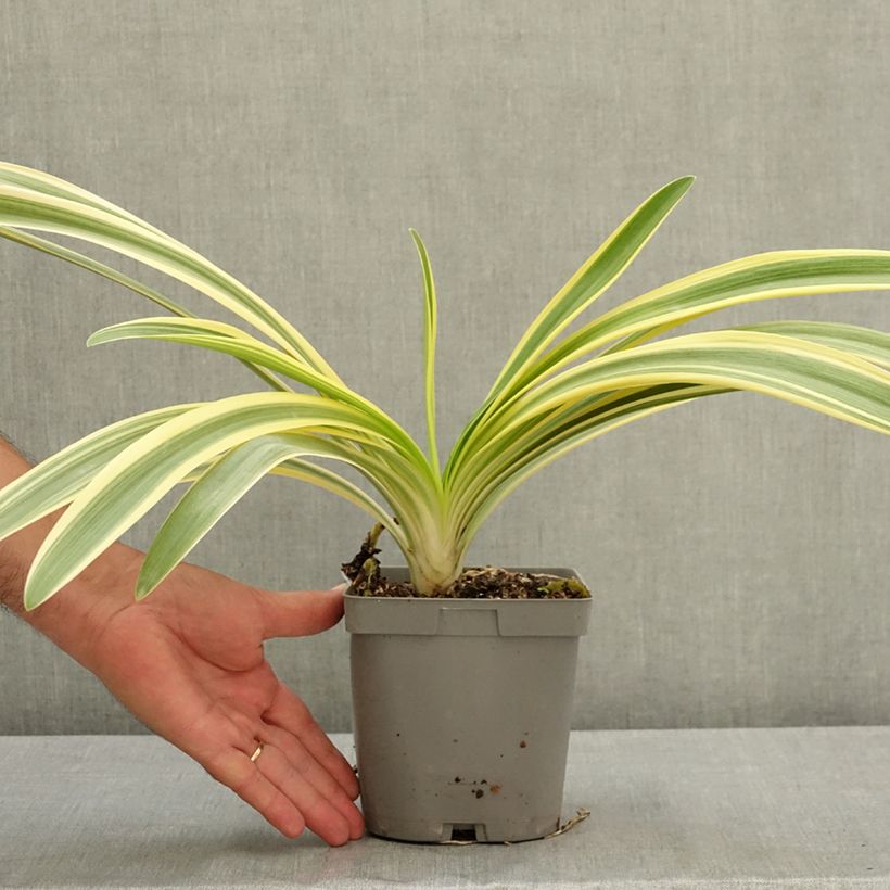 Esimerkki kesällä toimitetusta Agapanthe praecox Zambezi Pot de 2L/3L-taimesta