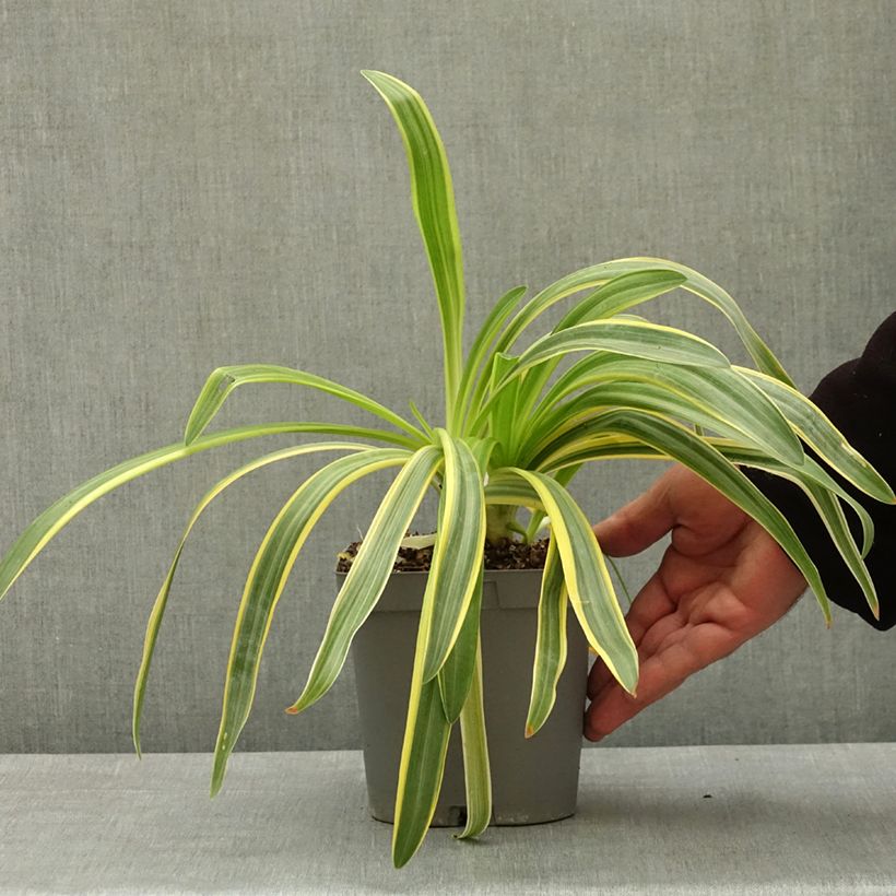 Esimerkki keväällä toimitetusta Agapanthe praecox Zambezi Pot de 2L/3L-taimesta