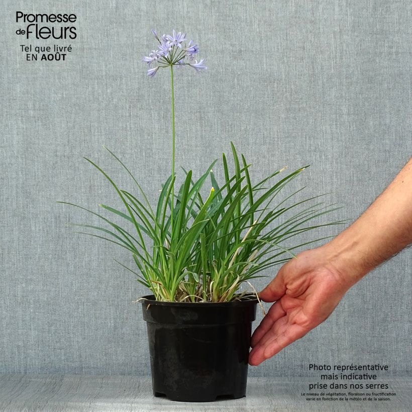 Esimerkki kesällä toimitetusta Sinisarja Pretty Sandy Pot de 2L/3L-taimesta