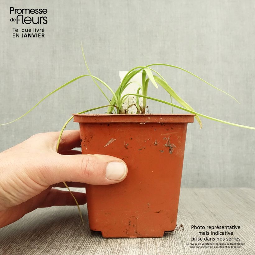 Esimerkki talvella toimitetusta Agapanthe Purple Cloud Pot de 1L/1,5L-taimesta
