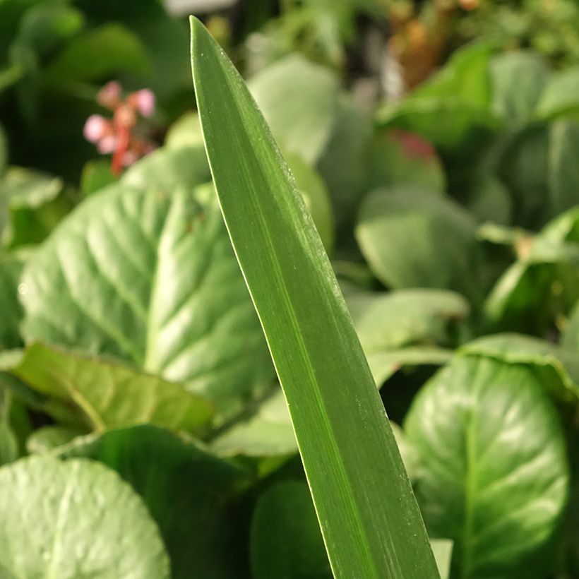 Sinisarja Purple Heart (Foliage)