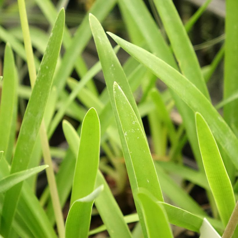 Sinisarja Rosewarne (Foliage)