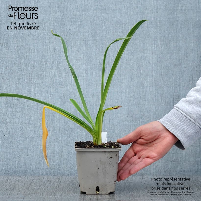 Esimerkki syksyllä toimitetusta Agapanthe Royal Velvet Pot de 1L/1,5L-taimesta