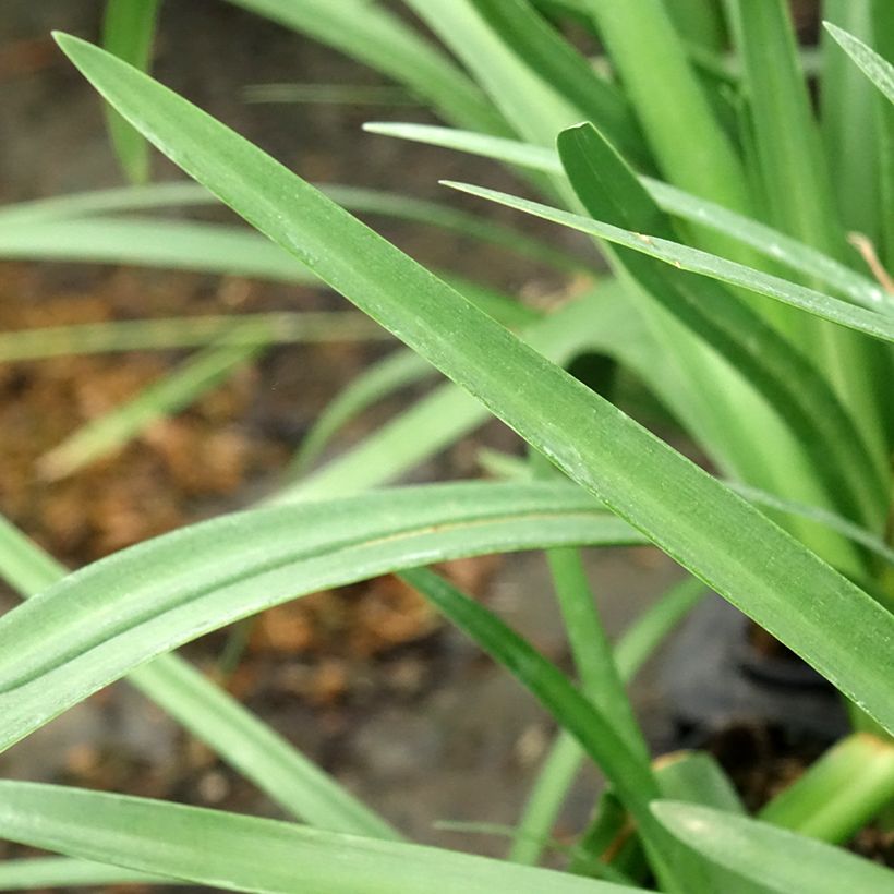 Sinisarja Royal Velvet (Foliage)