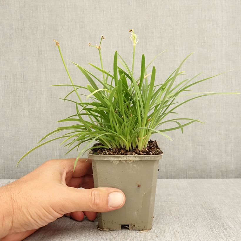 Esimerkki kesällä toimitetusta Sinisarja Silver Baby 8/9 cm taimiruukku-taimesta