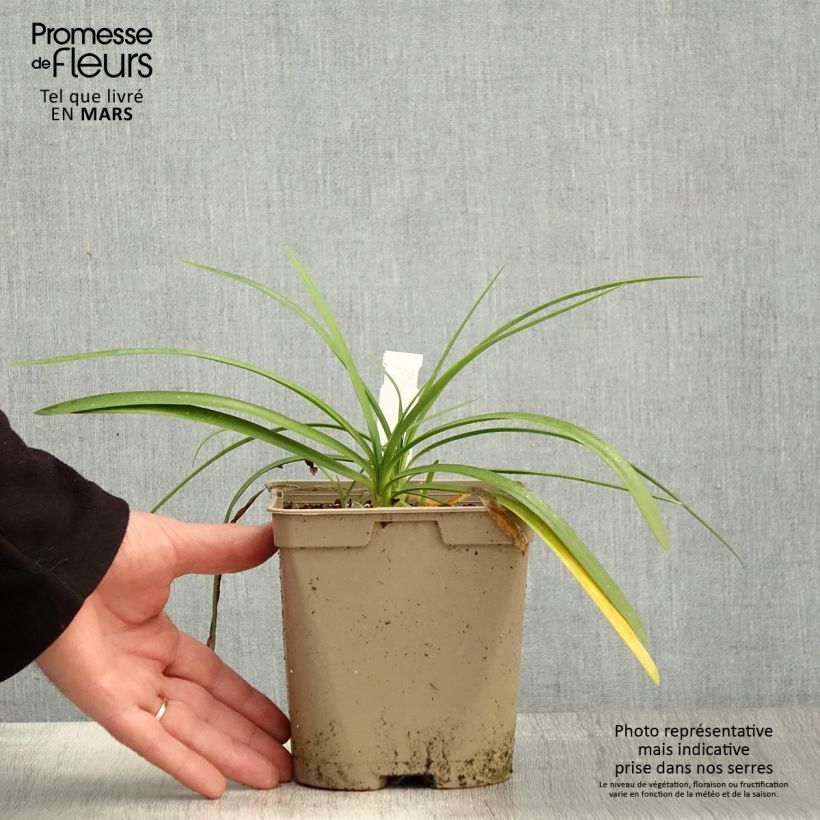 Example of Sinisarja Strawberry Ice Pot de 2L/3L as you get in printemps