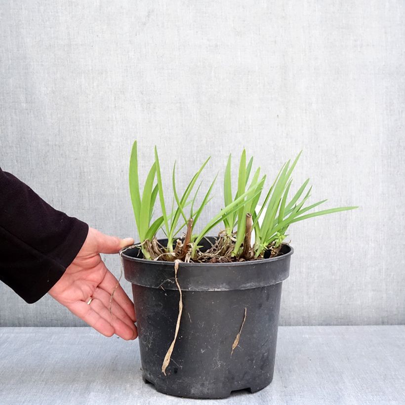 Example of Sinisarja Sunfield Pot de 4L/5L as you get in printemps