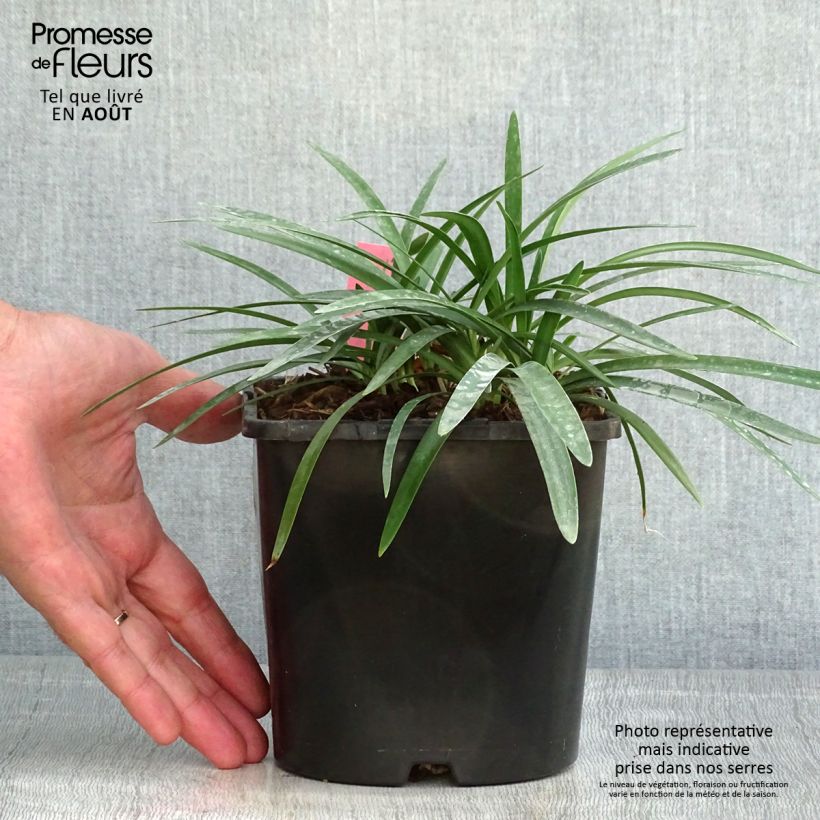 Esimerkki kesällä toimitetusta Sinisarja Thumbelina Pot de 2L/3L-taimesta