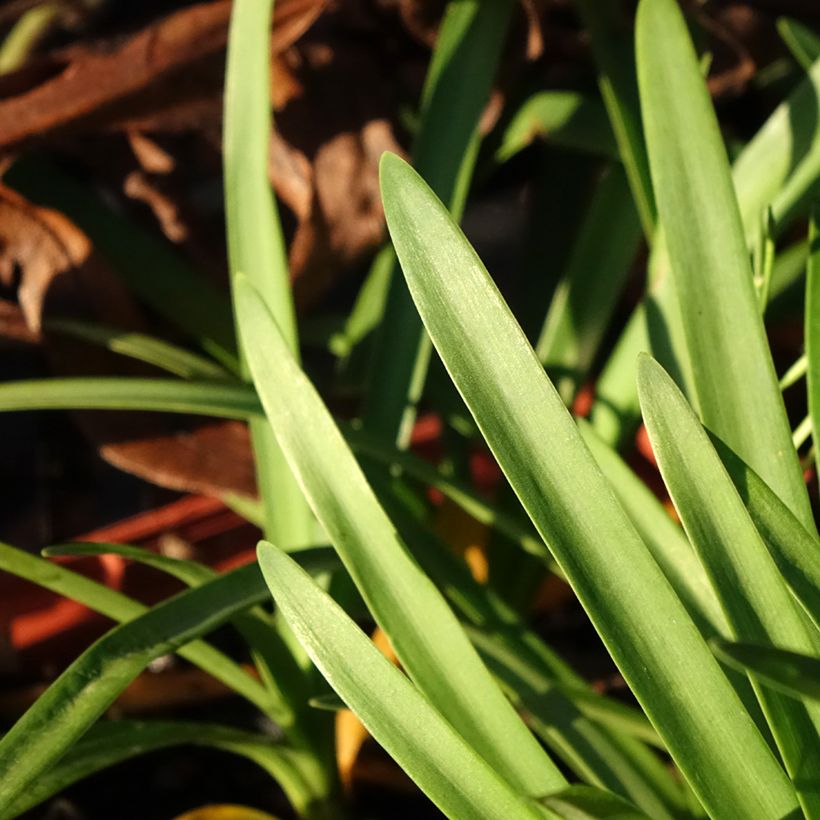 Sinisarja Tom Thumb (Foliage)
