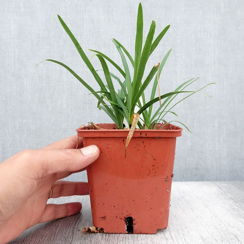 Esimerkki kesällä toimitetusta Sinisarja Tom Thumb Pot de 1L/1,5L-taimesta