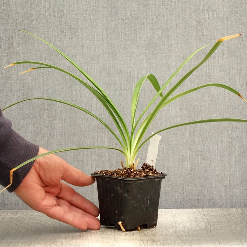 Esimerkki kesällä toimitetusta Sinisarja Twister Taimiruukku 8/9 cm-taimesta