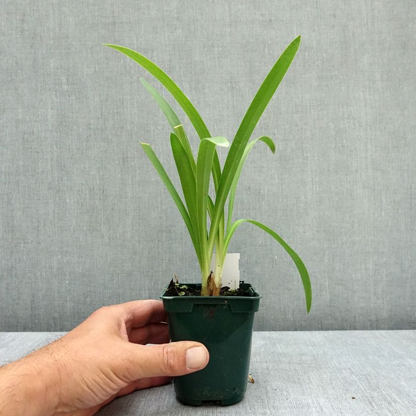 Esimerkki kesällä toimitetusta Sinisarja - Agapanthus umbellatus 7/8 cm taimiruukku-taimesta