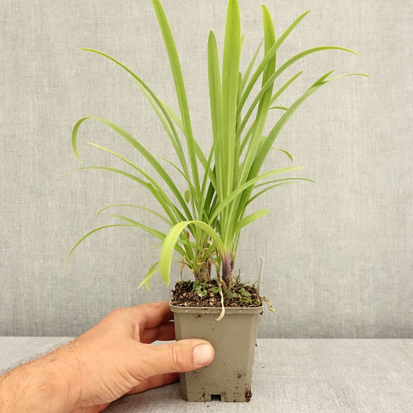 Esimerkki kesällä toimitetusta Sinisarja Vallée de la Loire 8/9 cm taimiruukku-taimesta