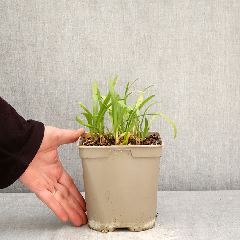 Example of Sinisarja Vallée de la Loire Pot de 2L/3L as you get in printemps