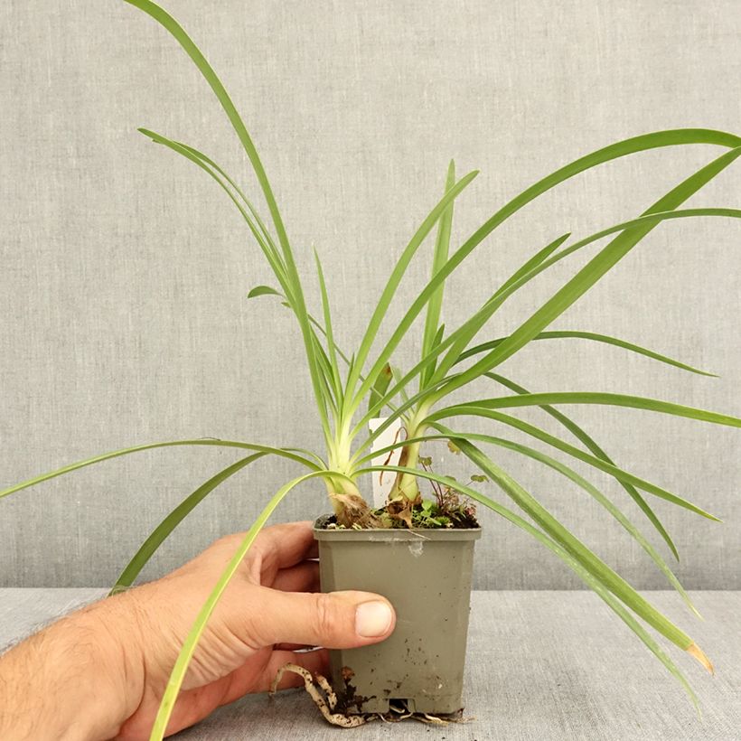 Esimerkki kesällä toimitetusta Sinisarja Vallée de la Sarthe 8/9 cm taimiruukku-taimesta