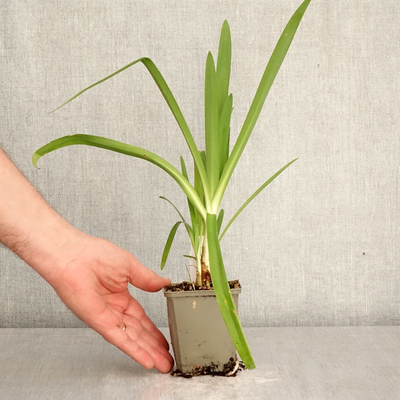 Example of Sinisarja Vallée de la Sarthe Godet de 8/9 cm as you get in printemps