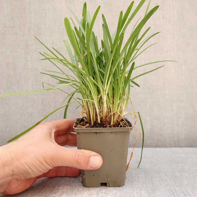 Example of Sinisarja White Baby Godet de 8/9 cm as you get in printemps
