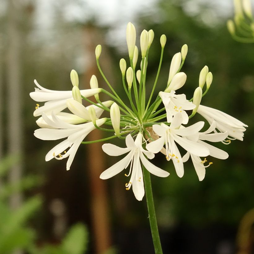 Sinisarja White Baby (Flowering)