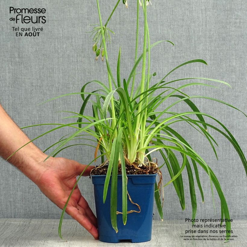 Esimerkki kesällä toimitetusta Sinisarja White Baby Pot de 2L/3L-taimesta