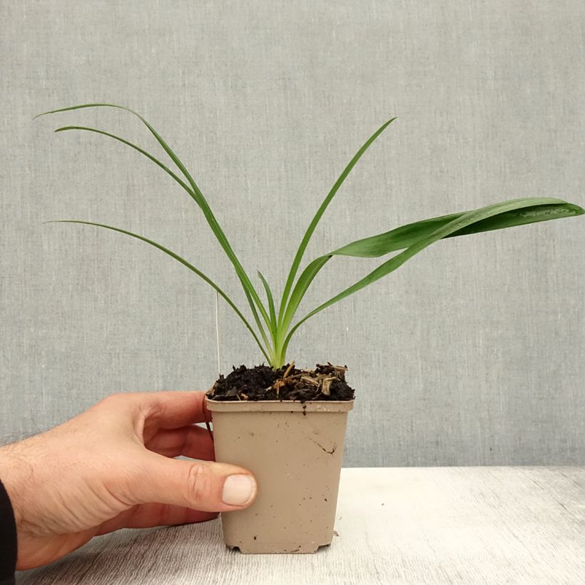Esimerkki syksyllä toimitetusta Sinisarja White Heaven 8/9 cm taimiruukku-taimesta