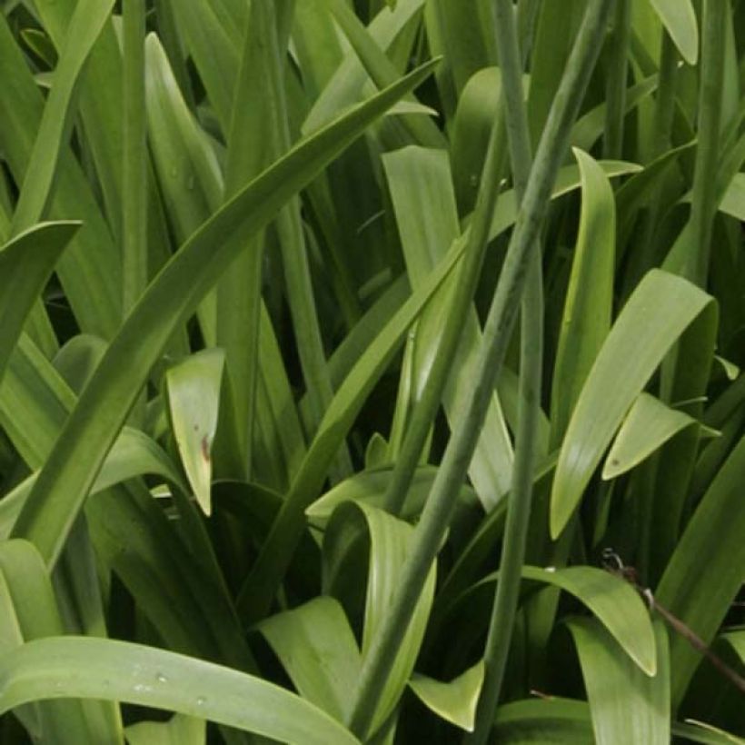 Sinisarja Windsor grey (Foliage)