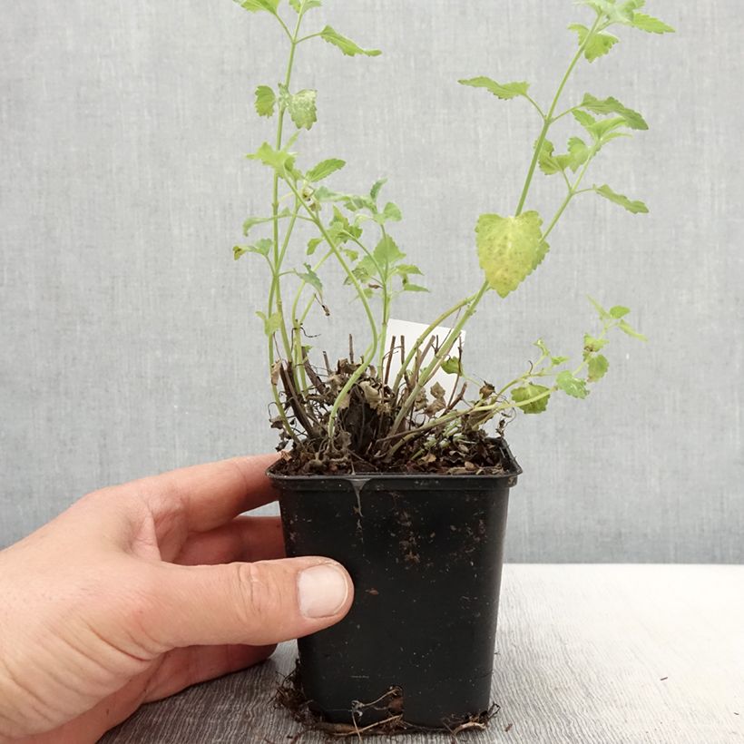 Esimerkki keväällä toimitetusta Oranssi-iiso Apricot Sprite Taimiruukku 8/9 cm-taimesta