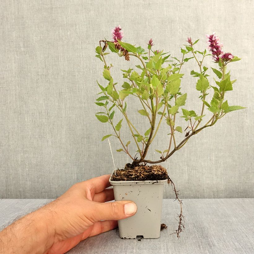 Esimerkki kesällä toimitetusta Iiso Beelicious Pink 7/8 cm taimiruukku-taimesta
