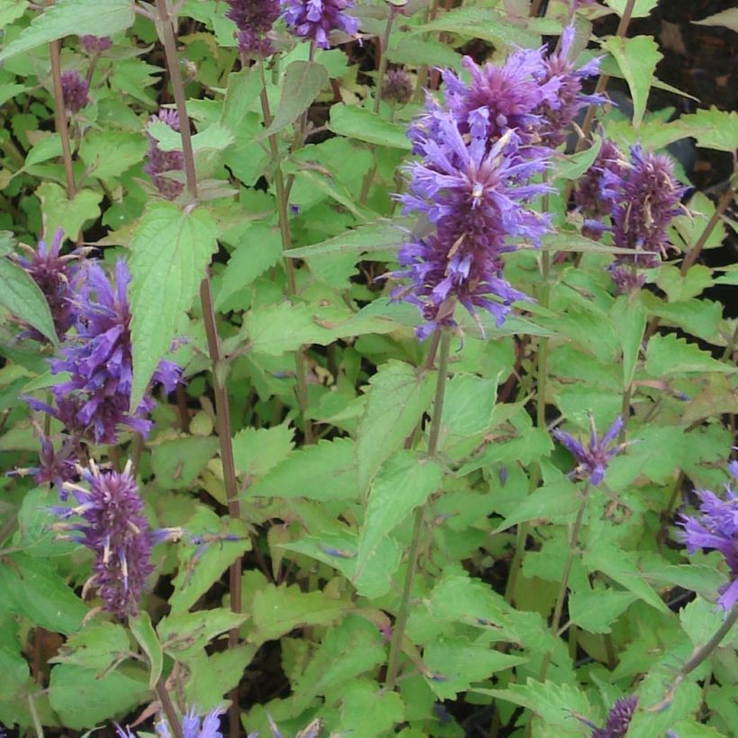 Iiso Blue Boa (Lehvistö)