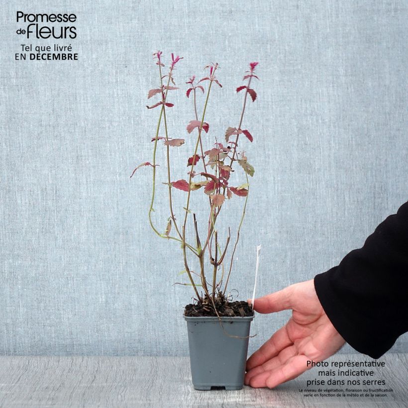 Esimerkki syksyllä toimitetusta Kesäiiso - Agastache cana 8/9 cm taimiruukku-taimesta
