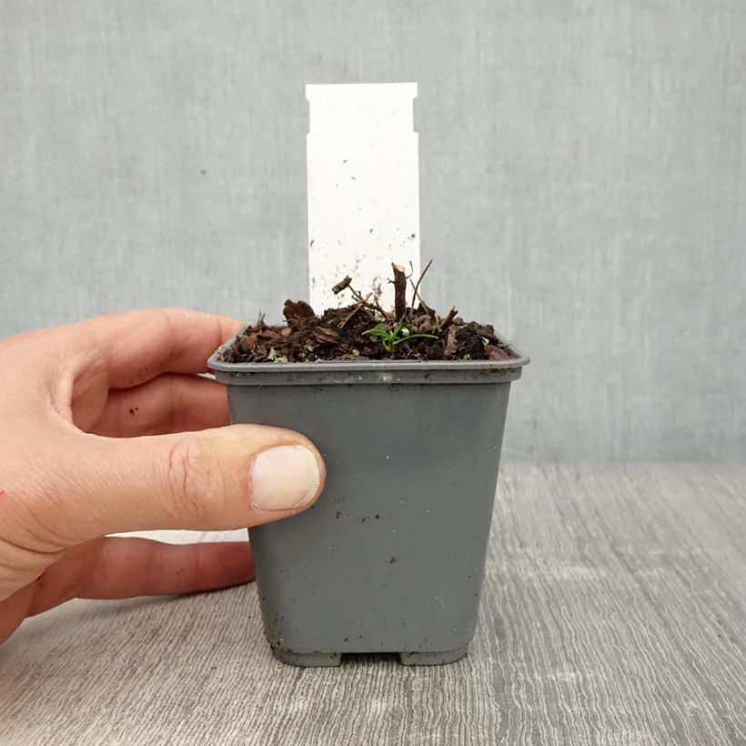 Esimerkki keväällä toimitetusta Kesäiiso - Agastache cana Godet de 8/9 cm-taimesta