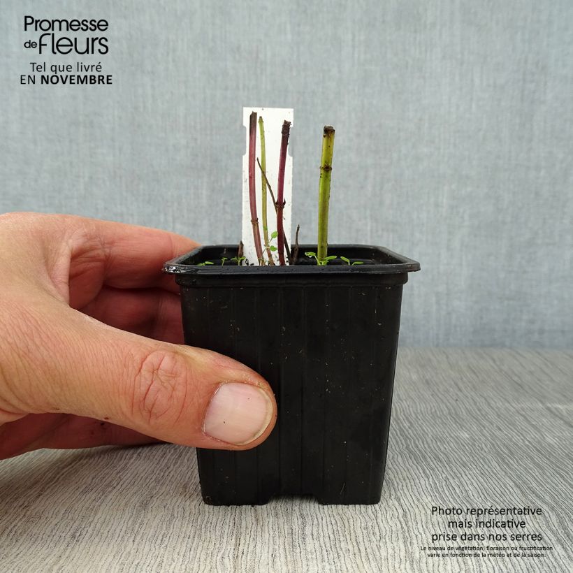 Esimerkki syksyllä toimitetusta Agastache foeniculum (anisata) - Anis hysope Godet de 8/9 cm-taimesta